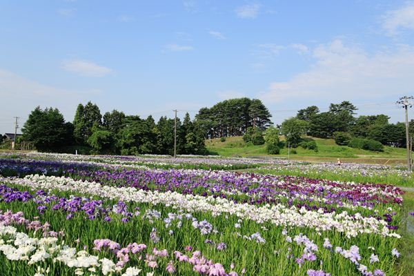 あやめ園