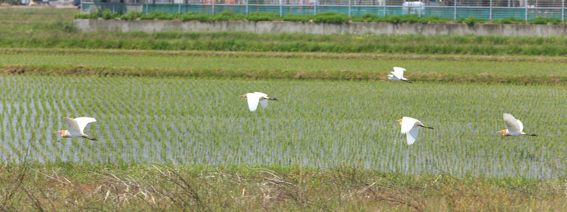 多賀城イメージ画像4